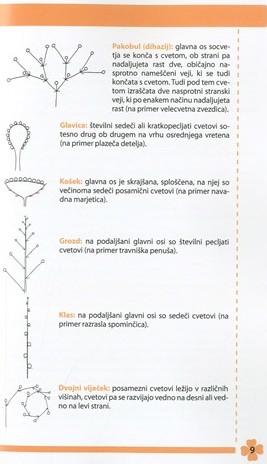 Moje prve spomladanske cvetlice