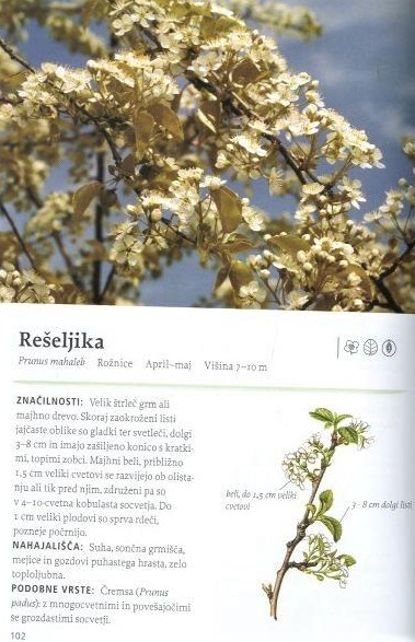Naša užitna drevesa in grmi